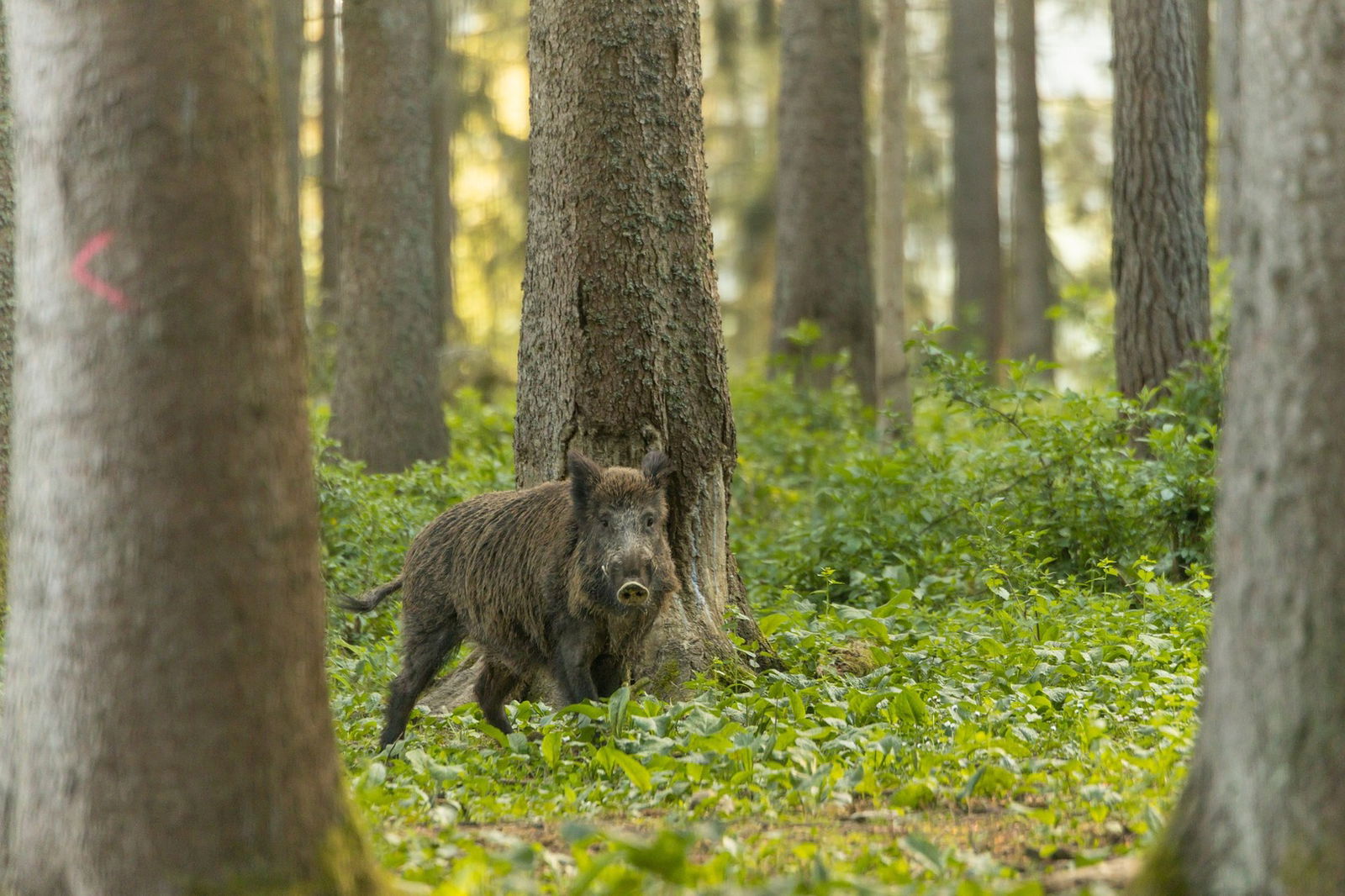 Ein Wildschwein steht im Wald