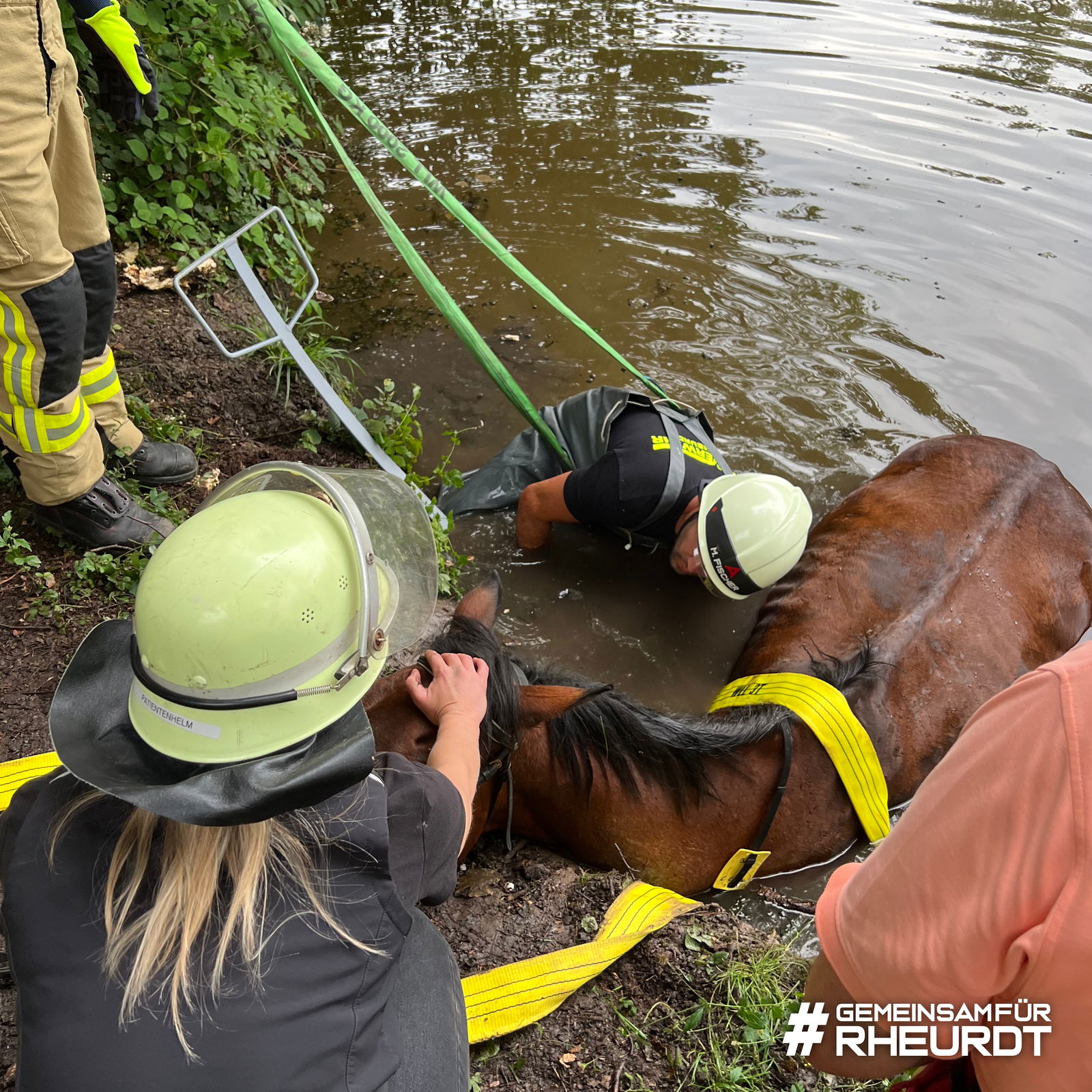 Pferd Rettung