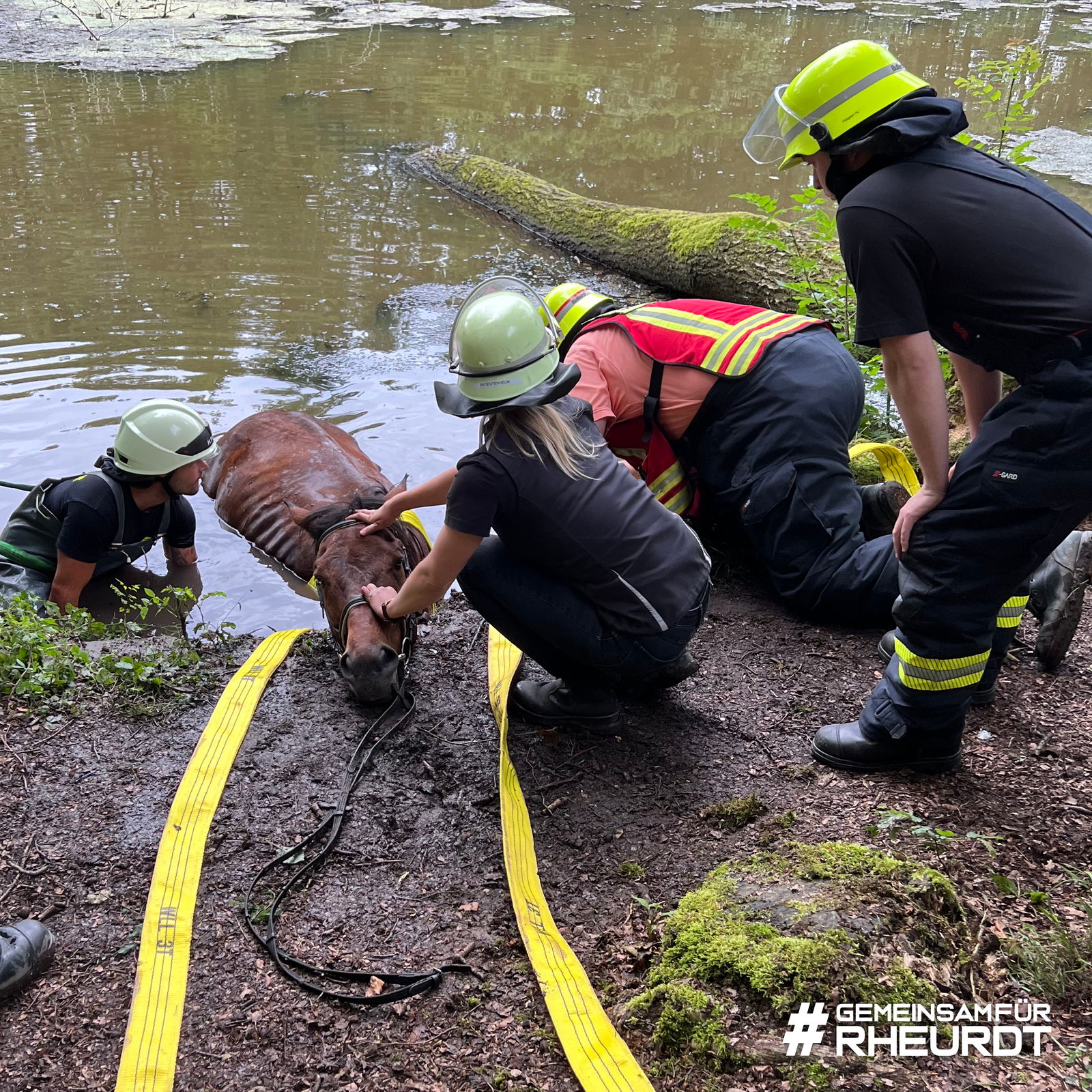 Pferd Rettung