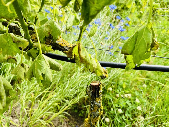 Weinreben Ottertsadt