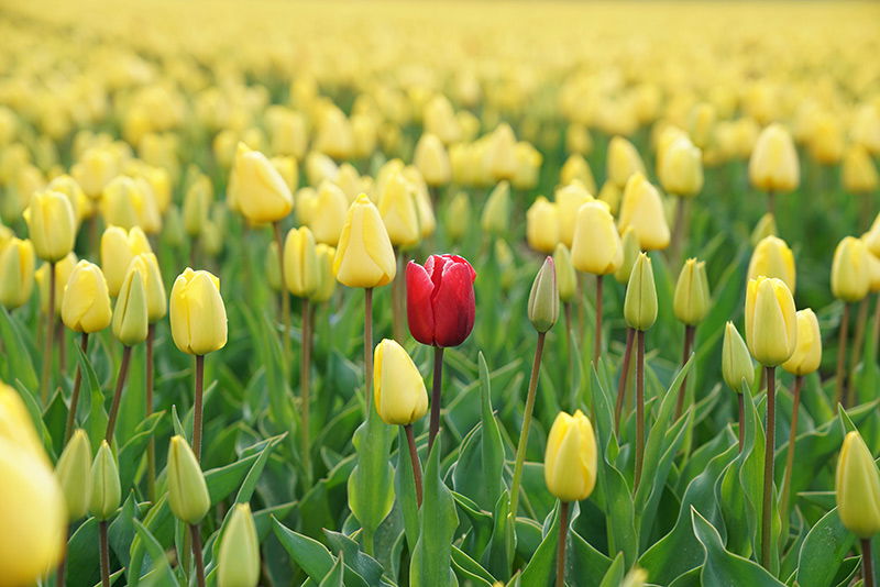 Tulpen