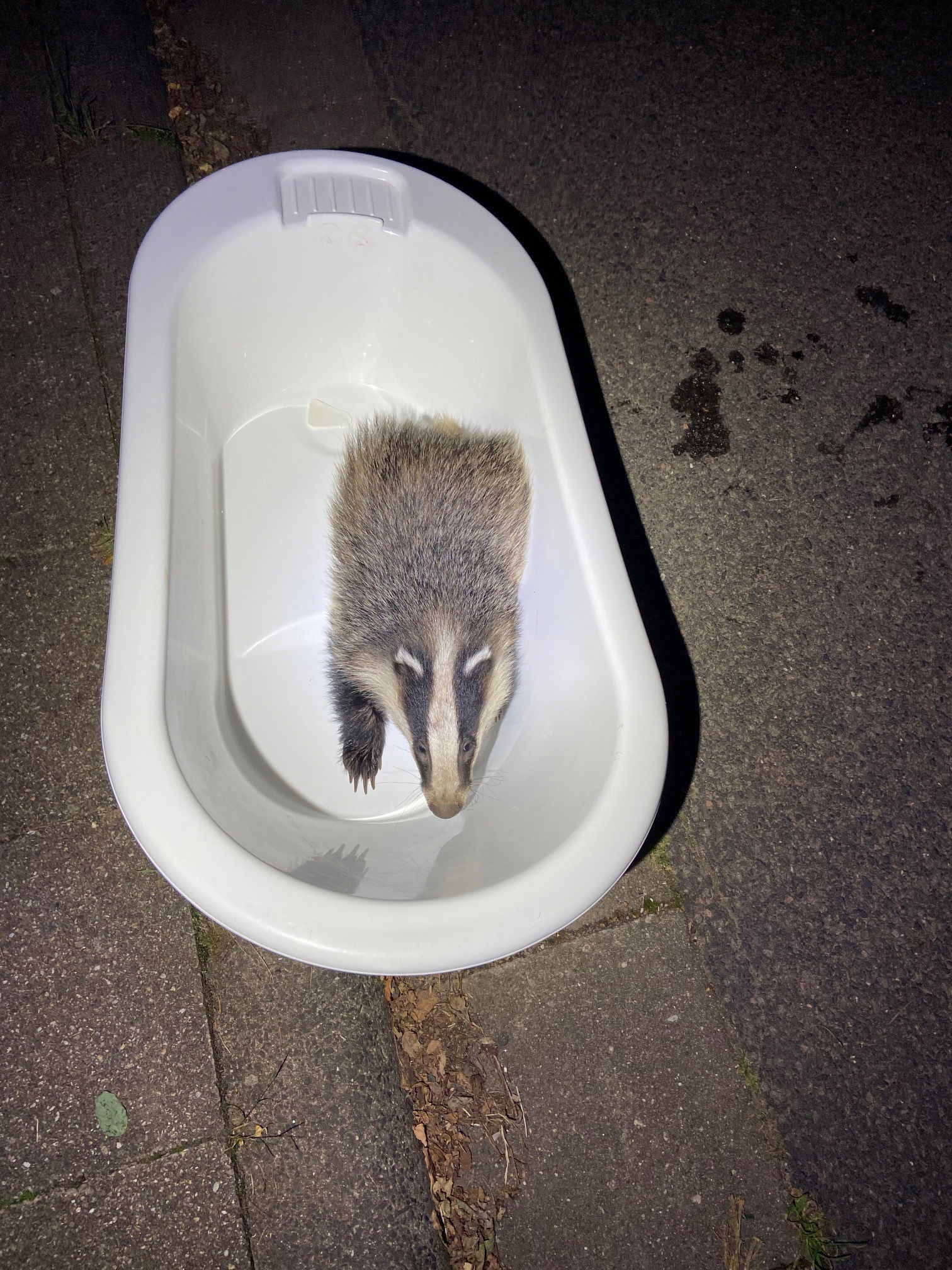 Dachs in Wäschekorb