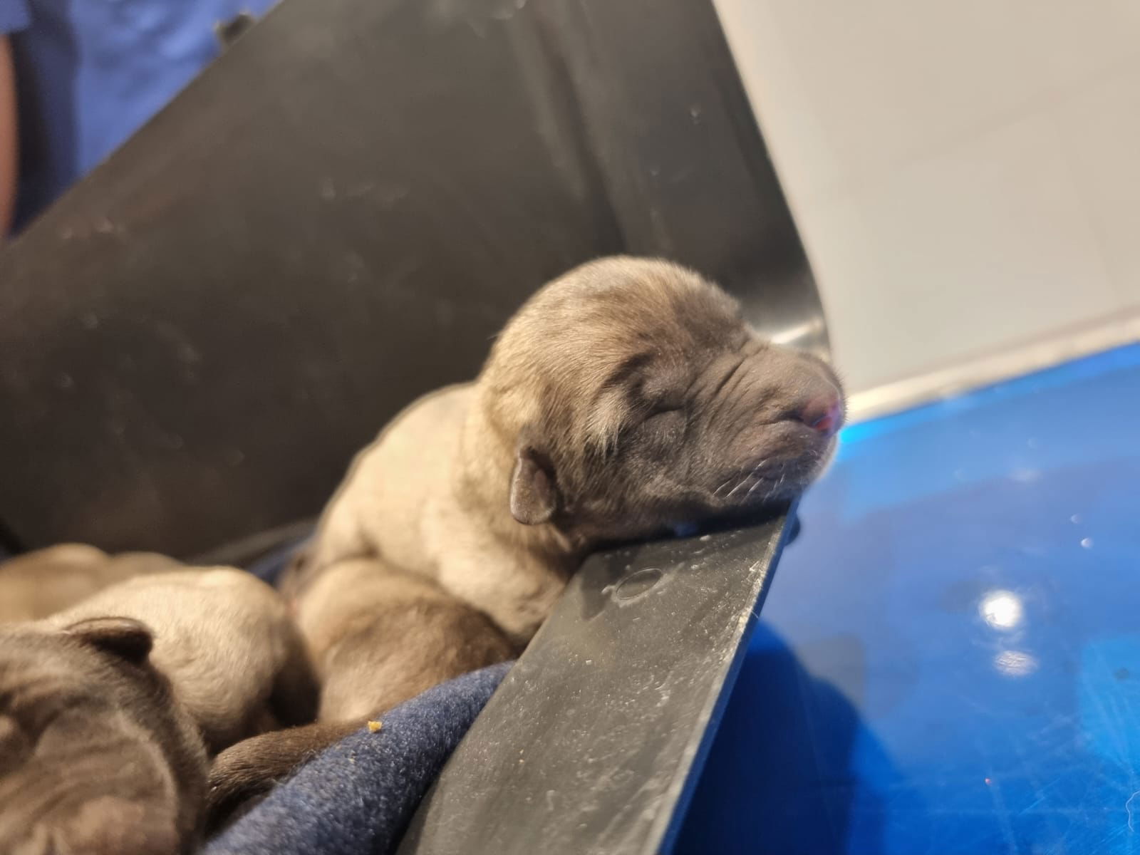 Hundewelpen Kassel 2