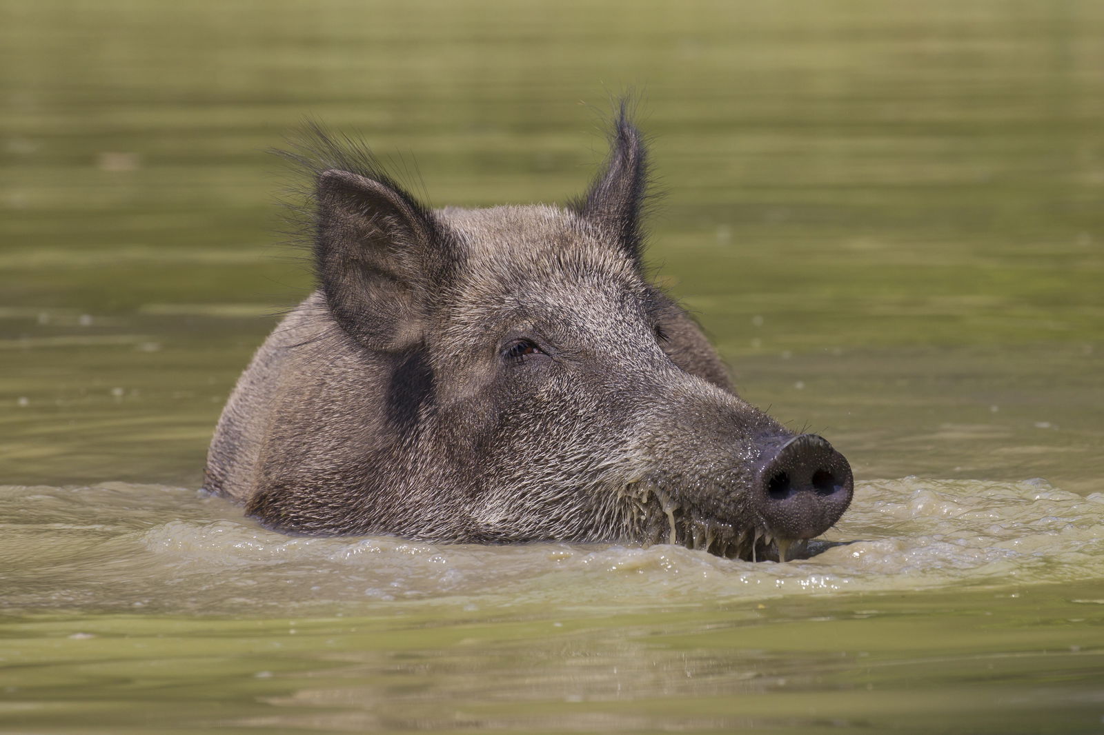Wildschwein schwimmt