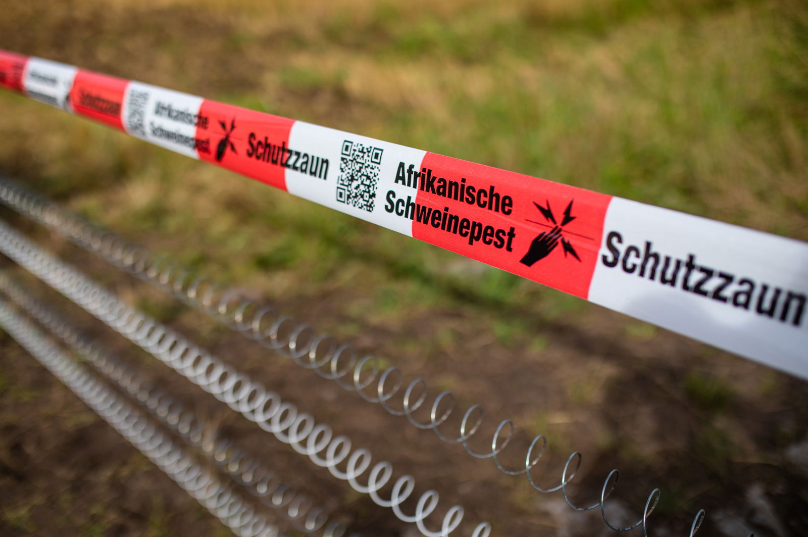 Zaun Schweinepest