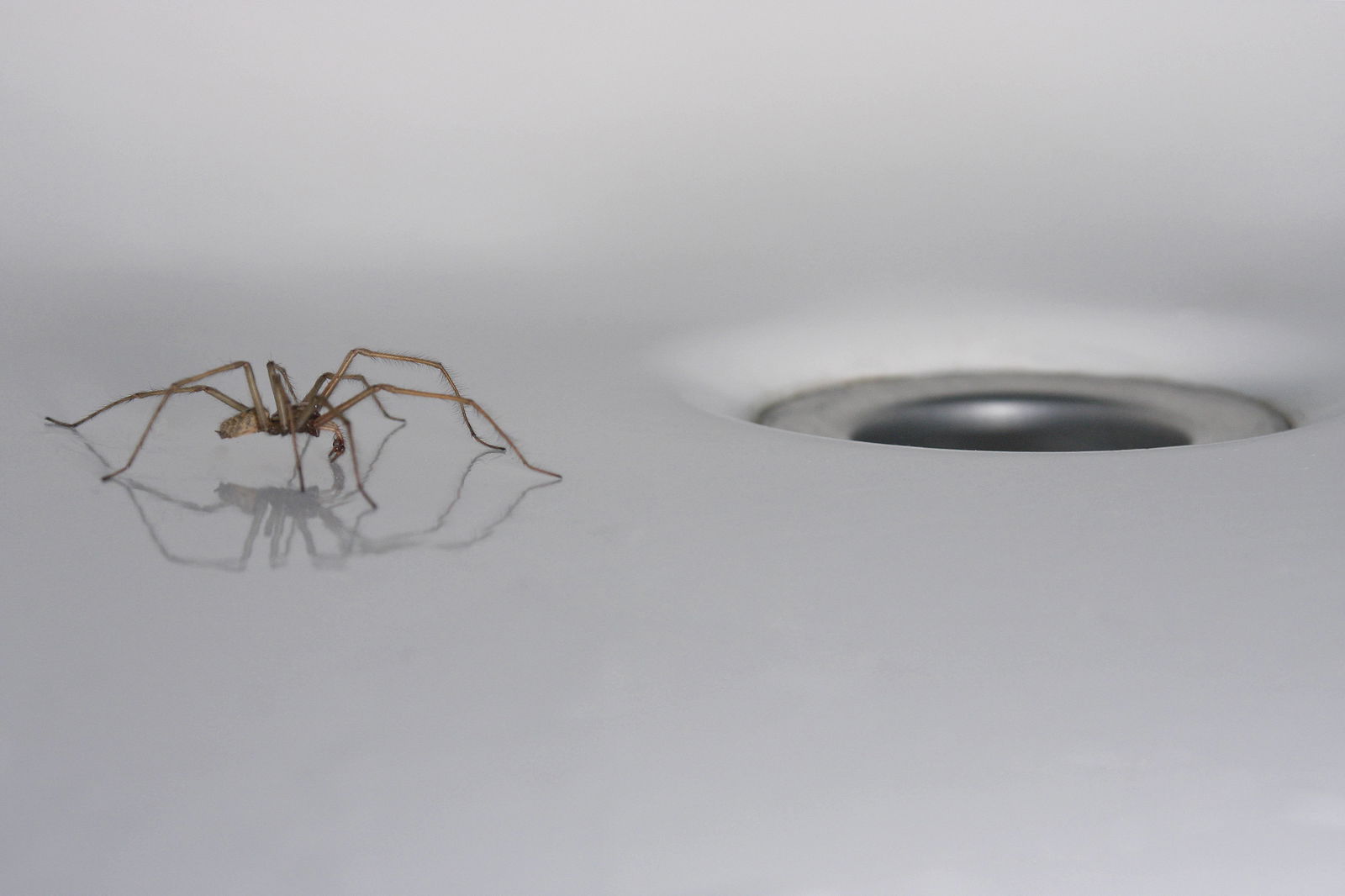 Spinne im Waschbecken