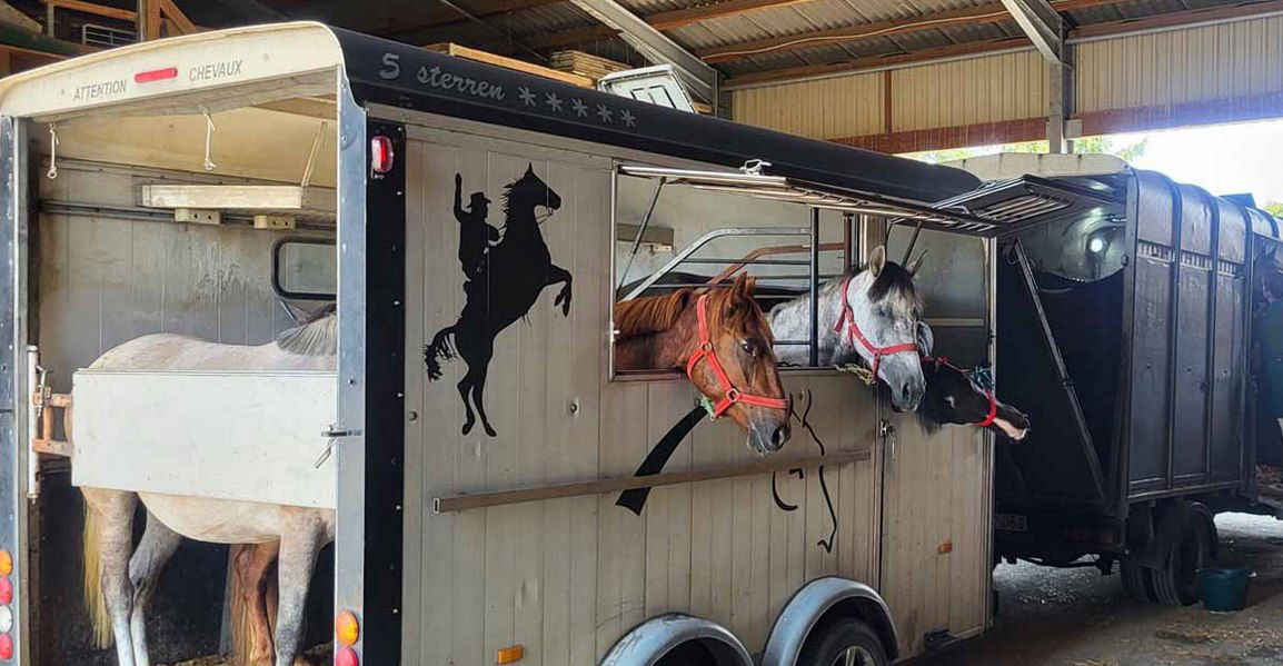 Pferdetransporter