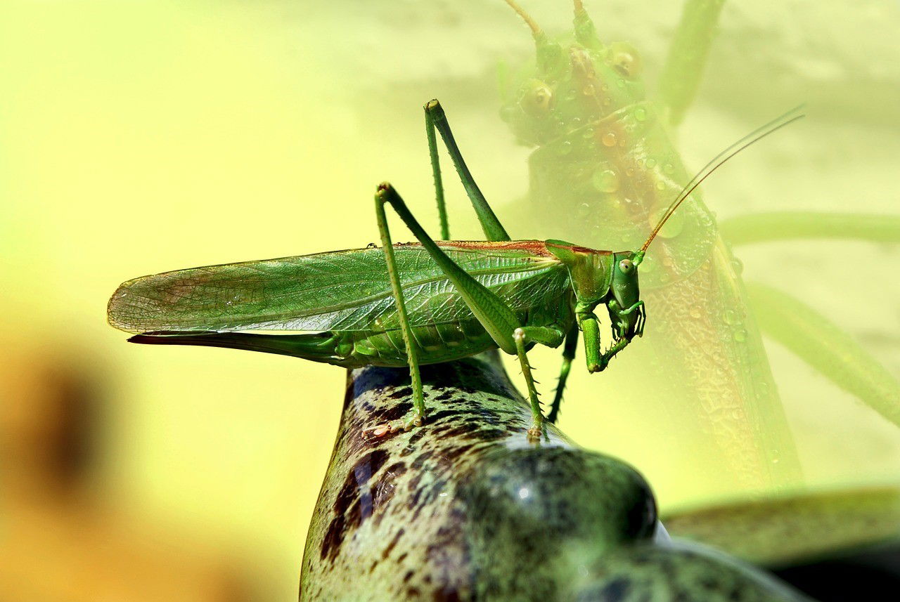 Heuschrecke