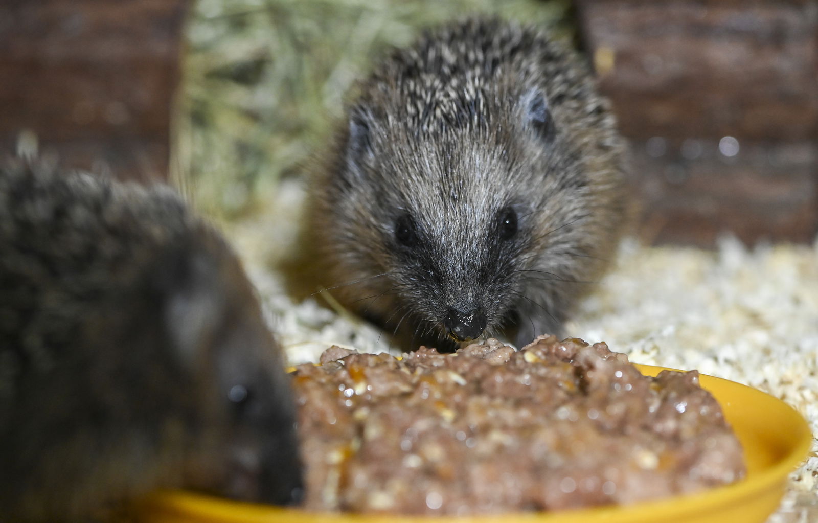Igel frisst