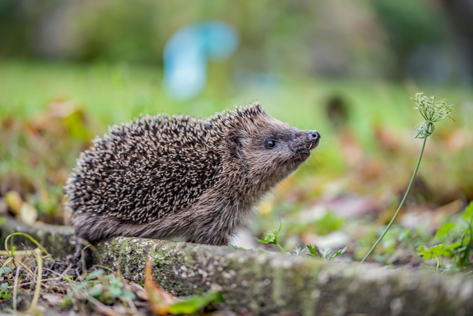Igel im Wald