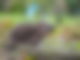 Igel im Wald