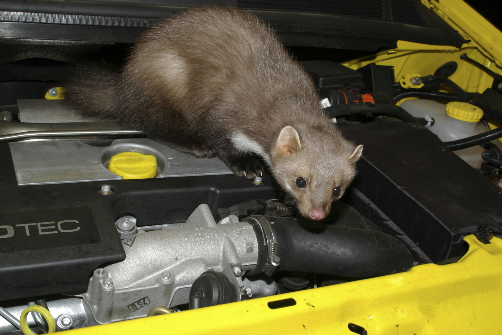 Steinmarder im Motorraum