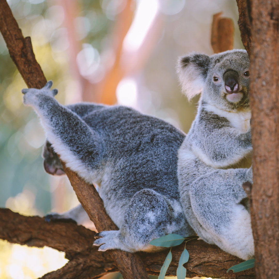 Jetzt 2-wöchige Sprachreise nach Australien gewinnen Artikelbild 1