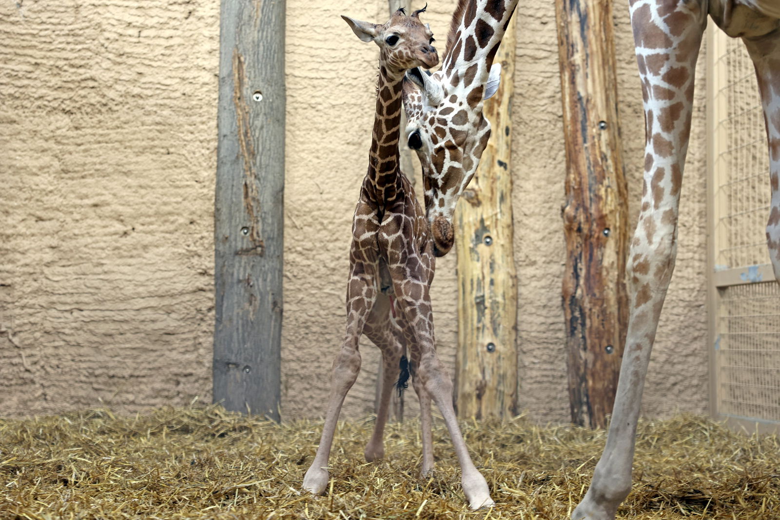 Giraffe Karlsruhe