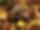 Igel im Laub
