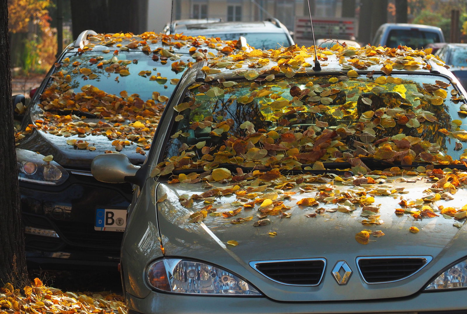 Autos mit Herbstlaub bedeckt