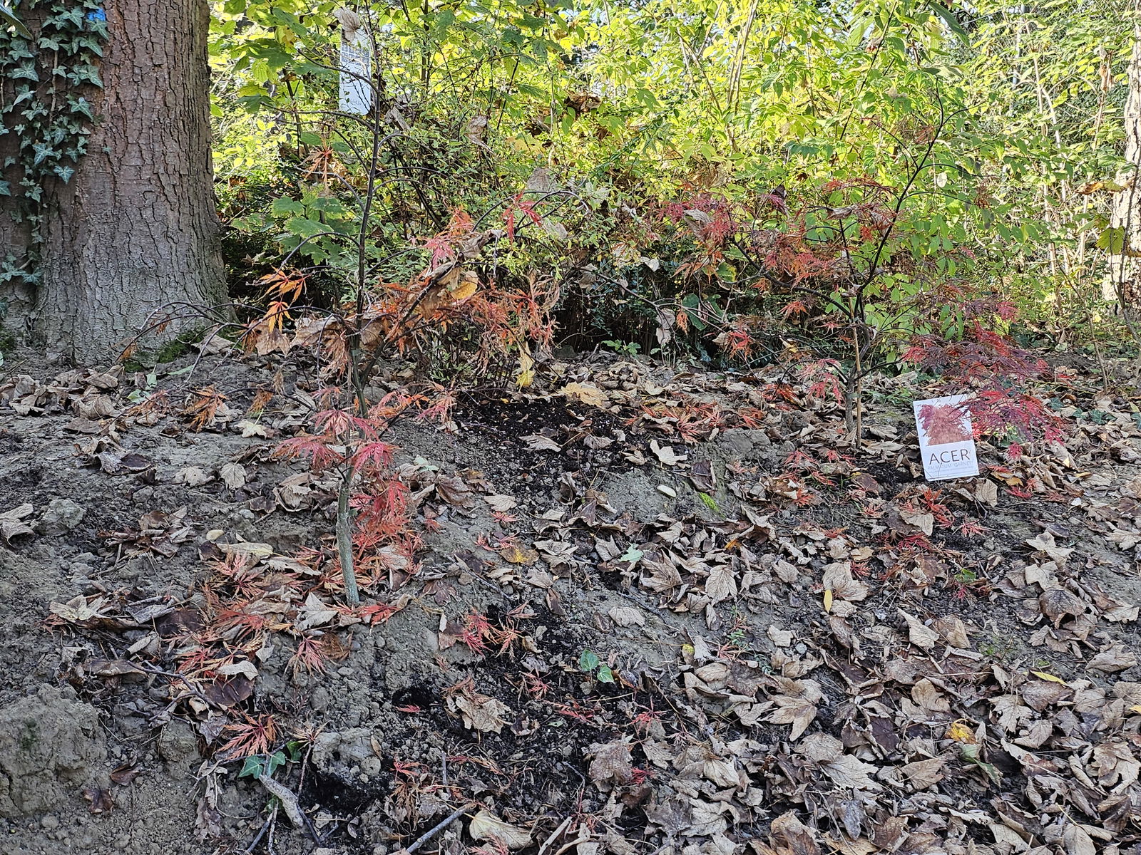 KuR Neue Bäume und Sträucher im Schulgarten der Georgens-Schule