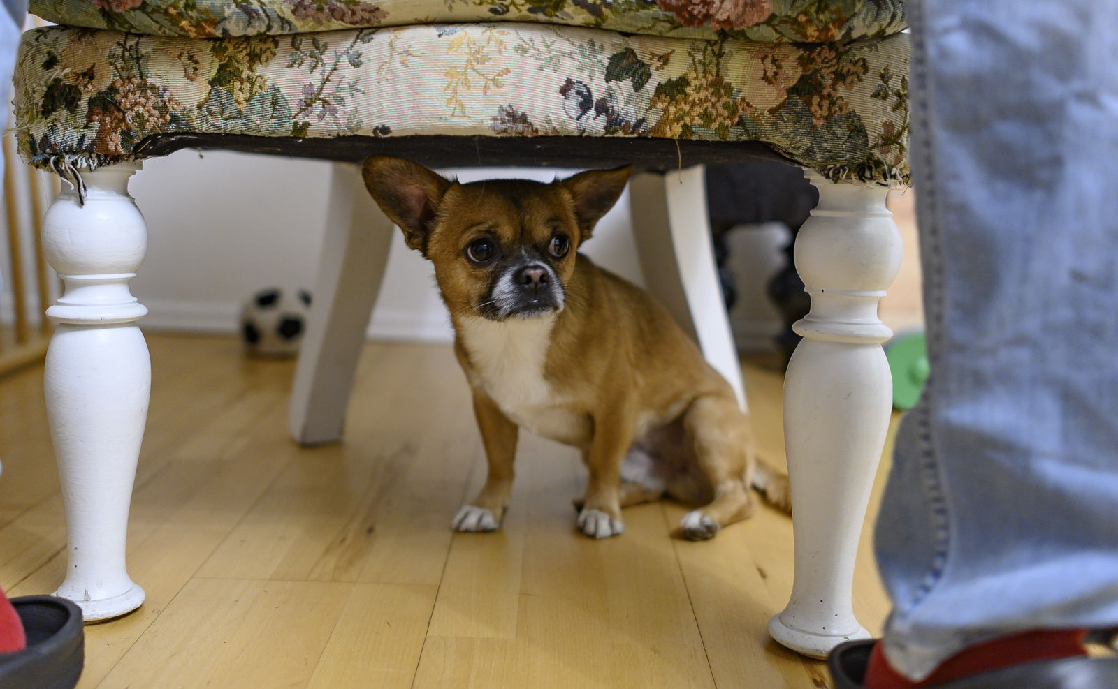 Hund sitzt ängstlich unter dem Tisch