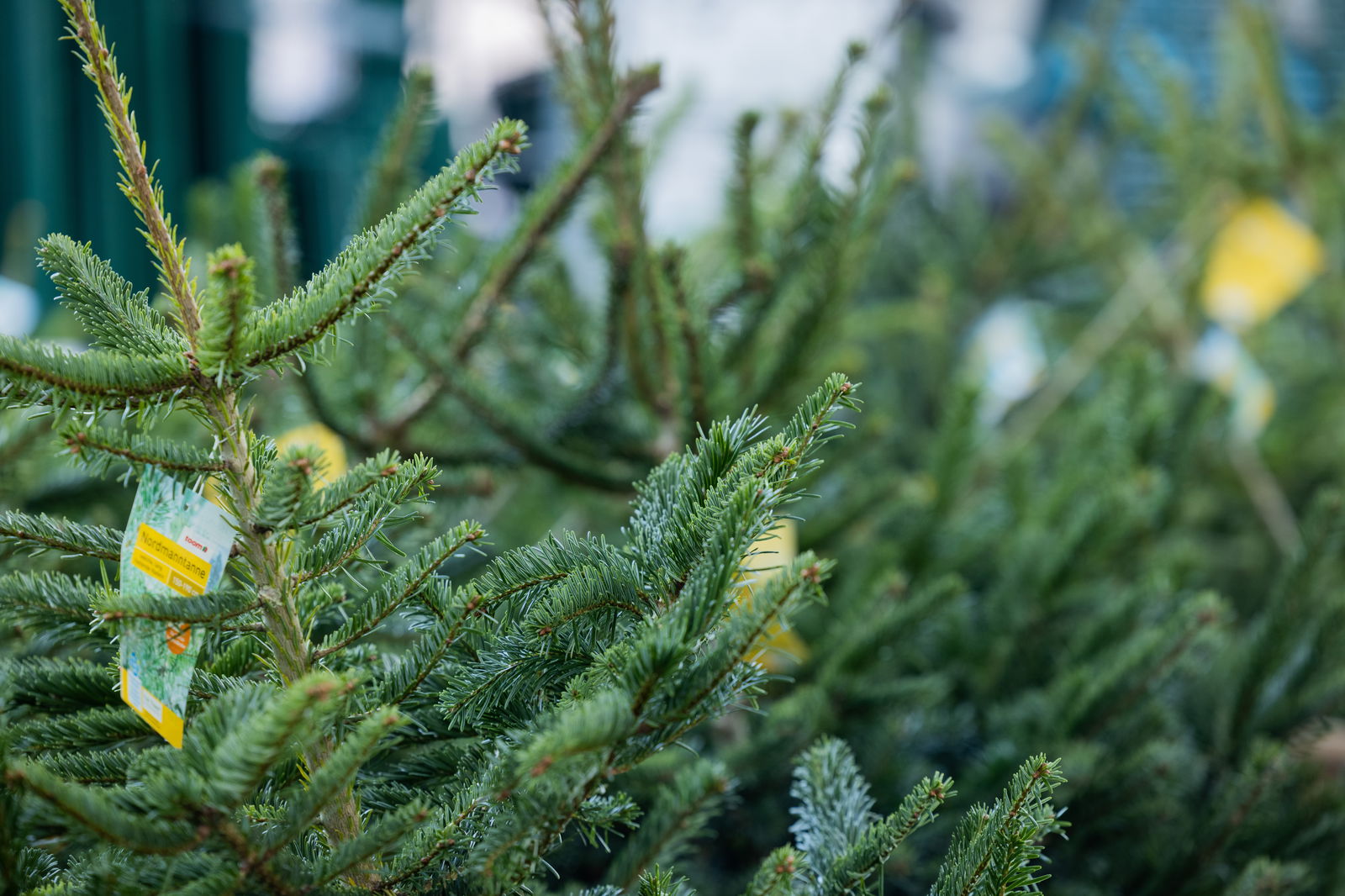 Weihnachtsbaum nachhaltig