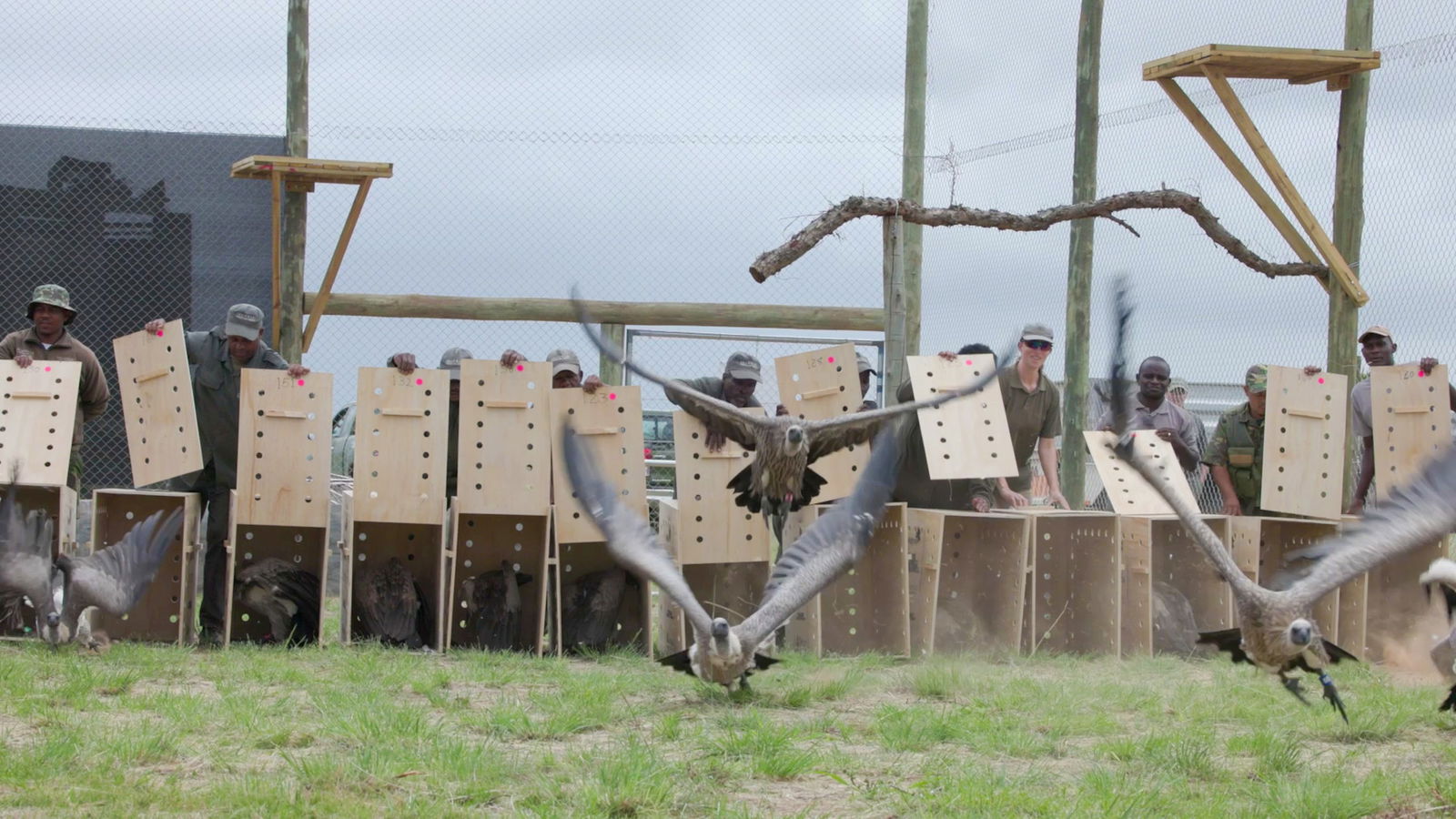 Geier nach der Umsiedlung
