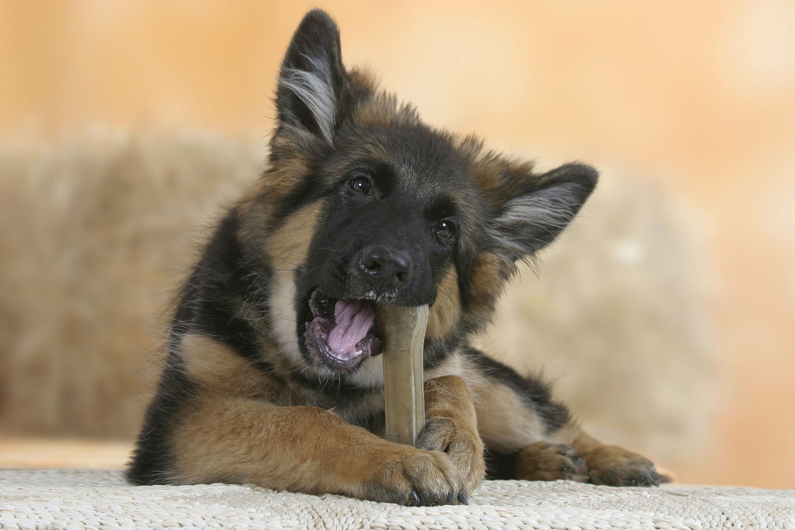Schäferhund mit Kauknochen
