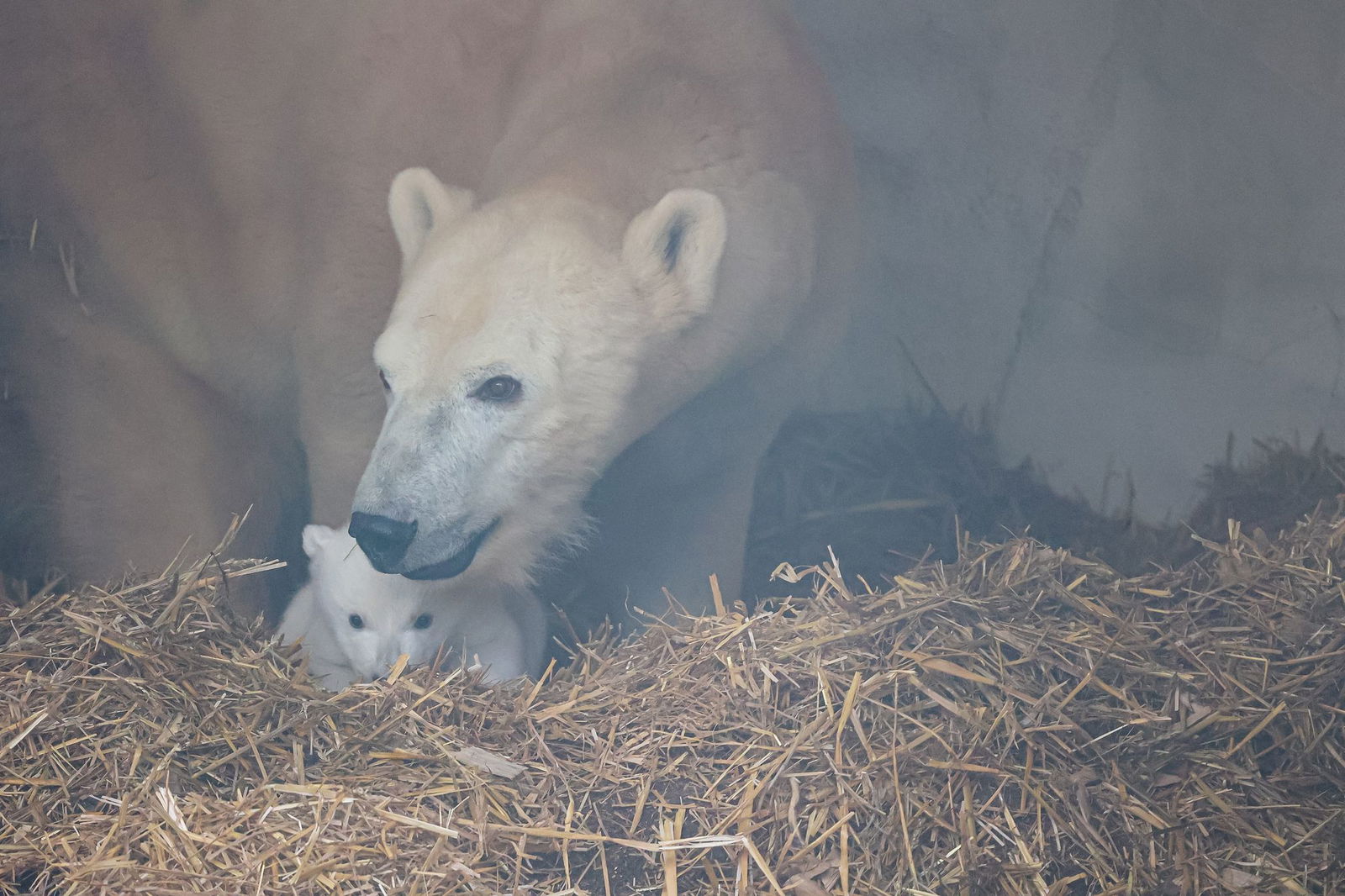 Mutter Nuka beschützt ihr Junges.