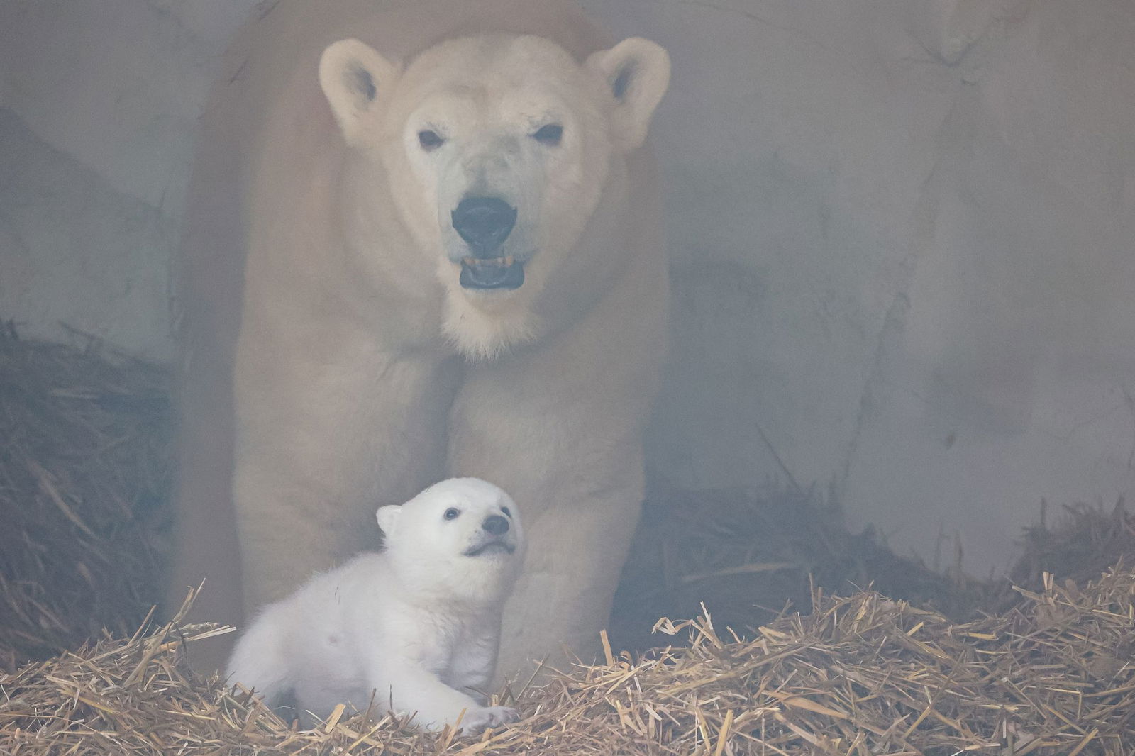Das Eisbären-Baby ist zum ersten Mal zu sehen.