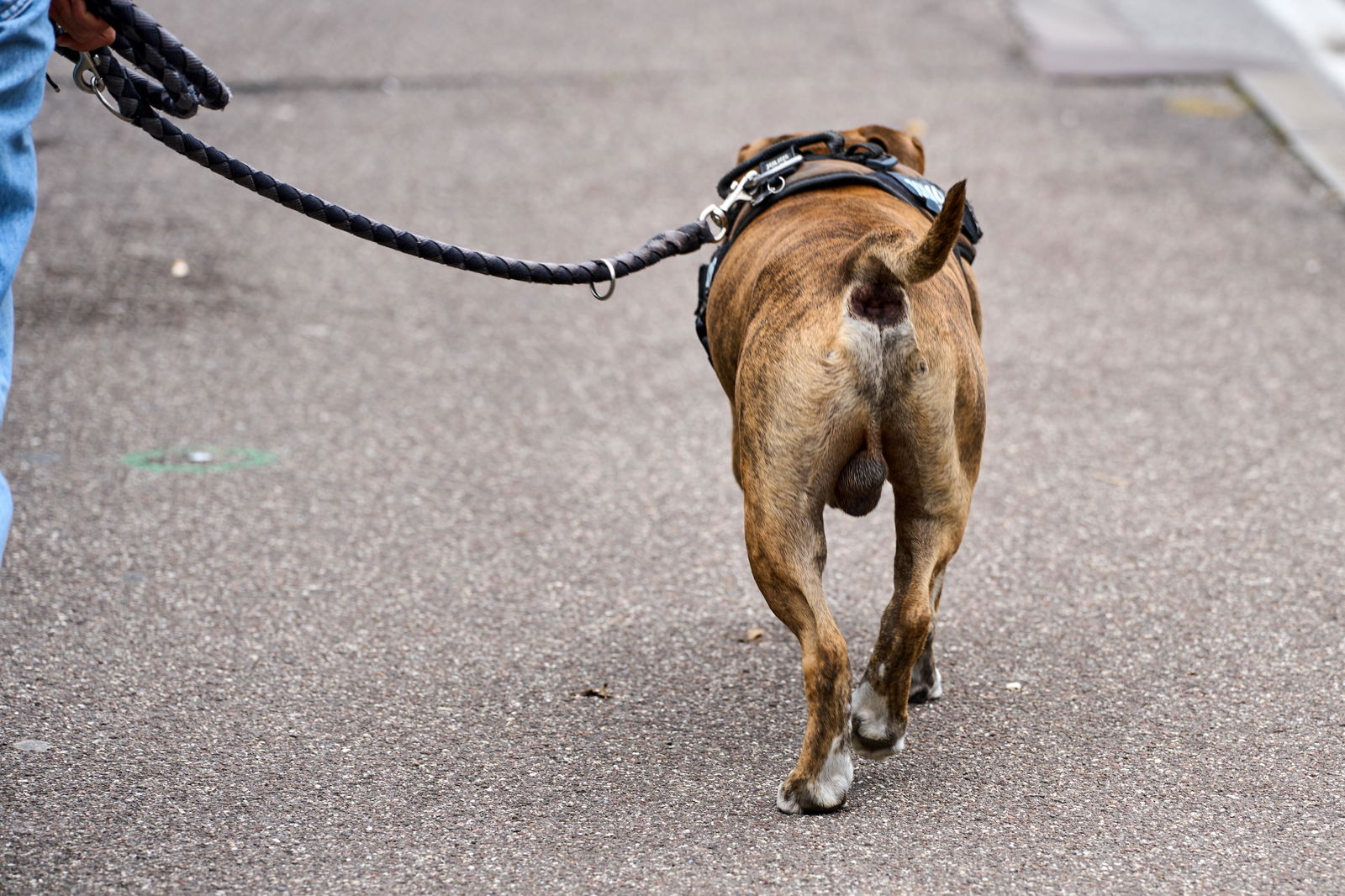 Hund an der Leine Symbolbild