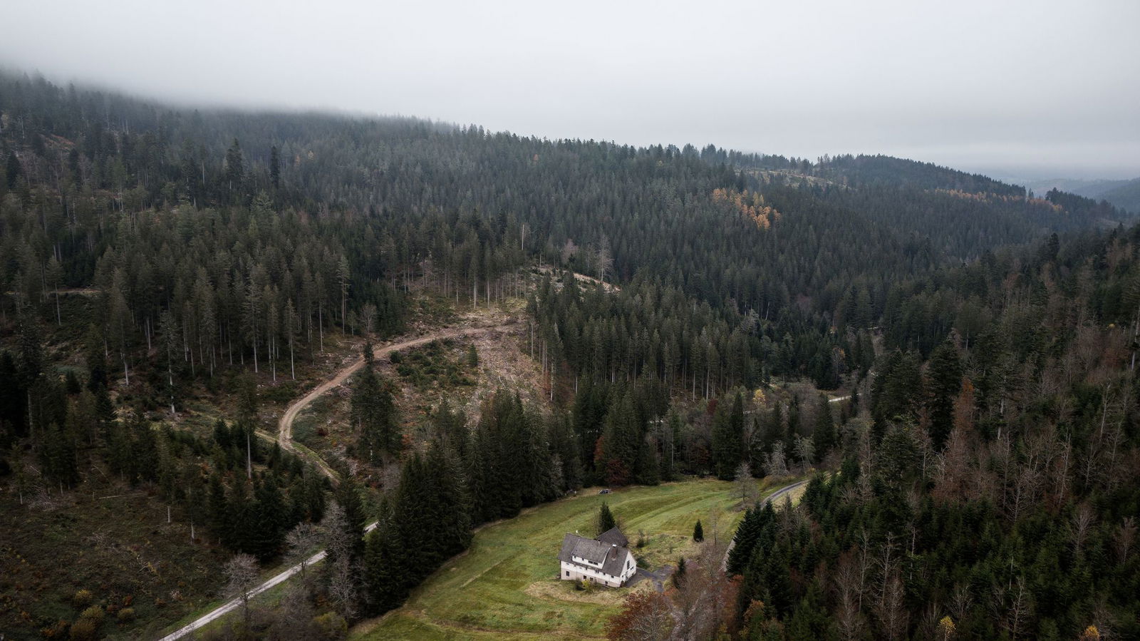 Die geplante Erweiterung des Nationalparks löst Debatten im Schwarzwald aus. (Archivbild)