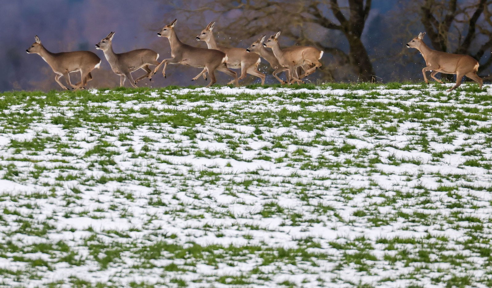 Insbesondere Rehe - wie diese hier in Oberschwaben - werden in Baden-Württemberg oft geschossen. (Symbolbild)