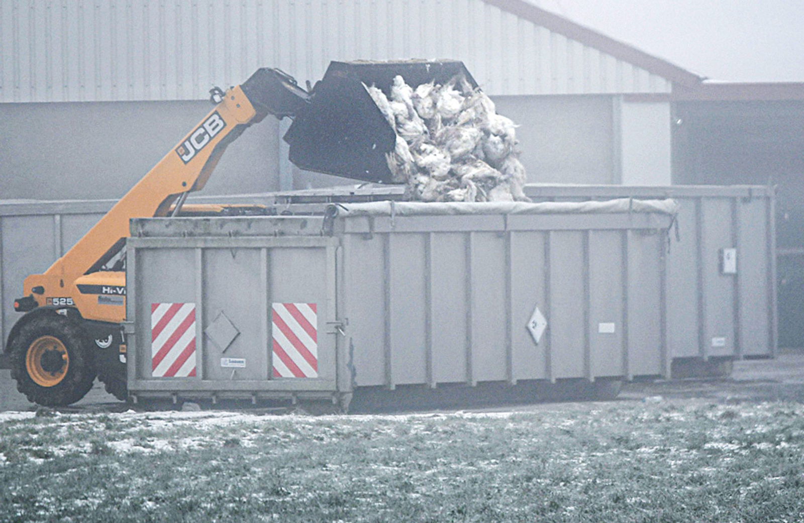 Rund 50.000 Puten mussten nach einem Ausbruch im Landkreis Schwäbisch Hall gekeult werden.