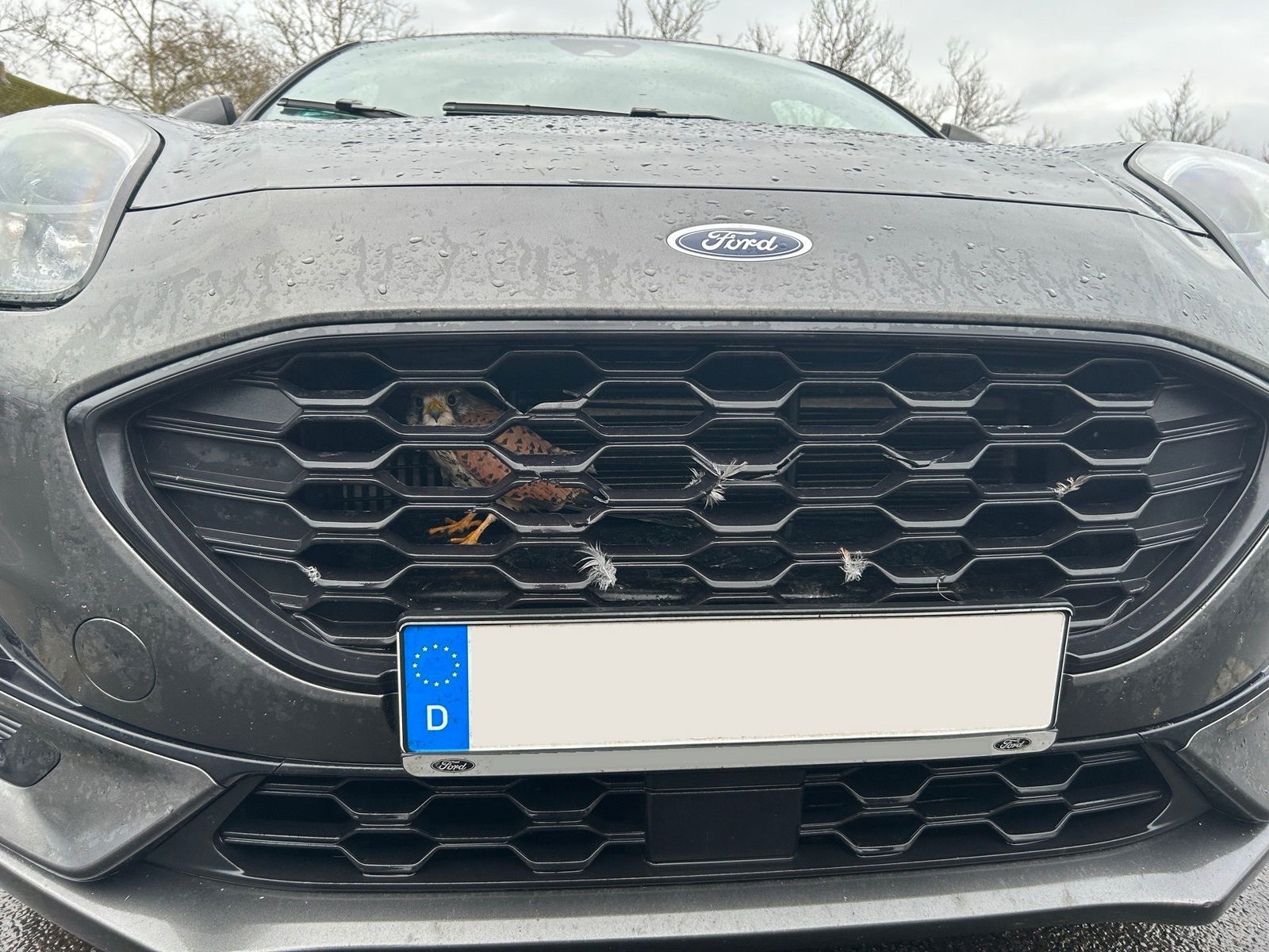 Der kleine Vogel saß hinter dem Kühlergrill. 