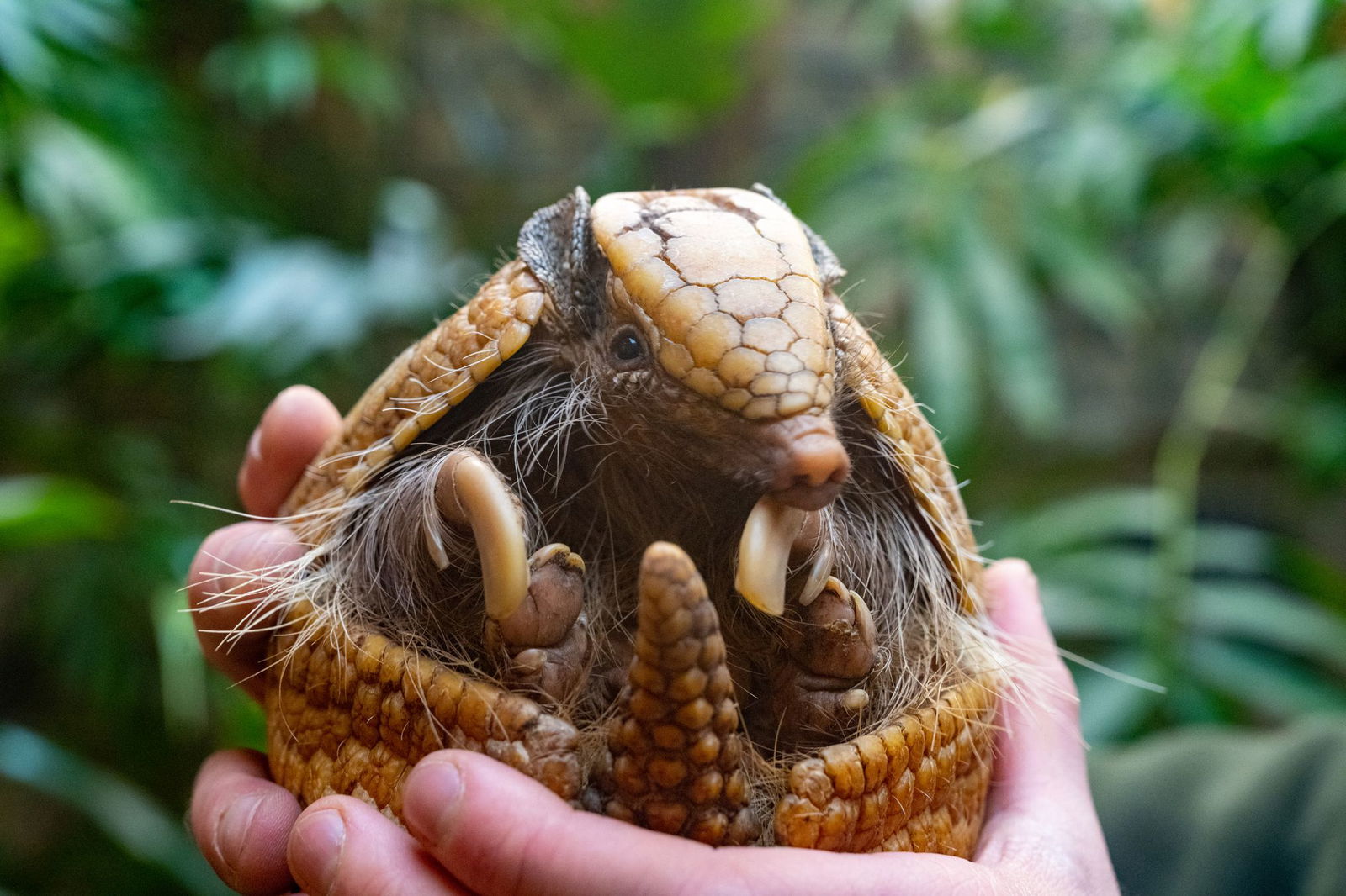 Das Gürteltier ist zum «Zootier des Jahres« ernannt worden. (Archivbild) 