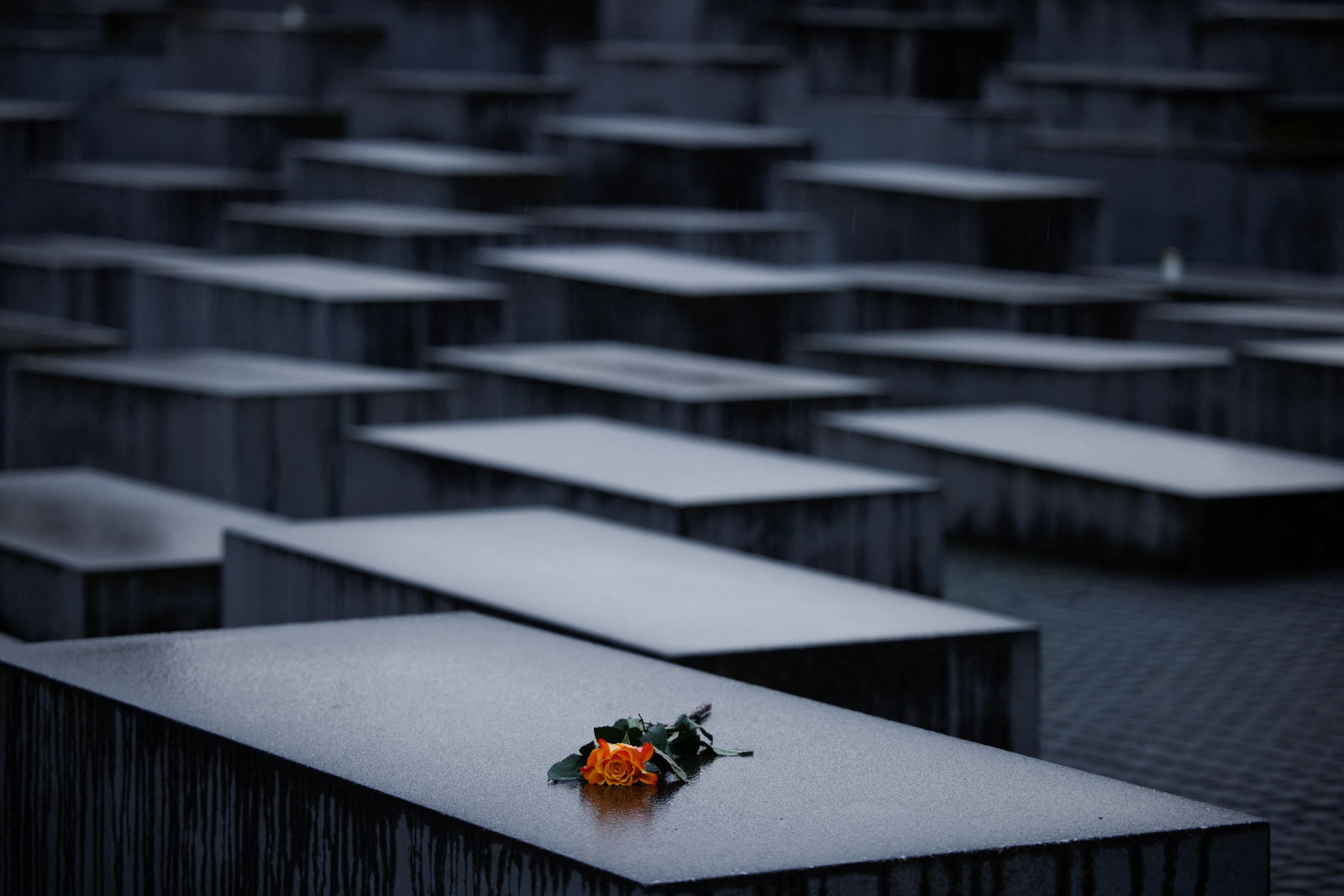 Eine Blume liegt auf einer Betonplatte des Denkmals für die ermordeten Juden Europas am Internationalen Holocaust-Gedenktag in Berlin am 27. Januar 2025