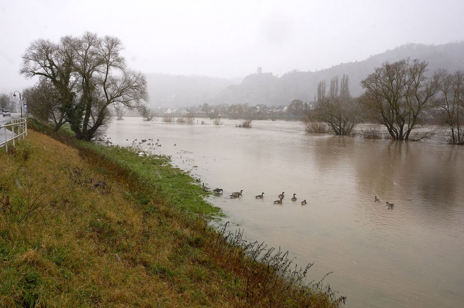 Enten schwimmen im überfluteten Moselvorgelände.