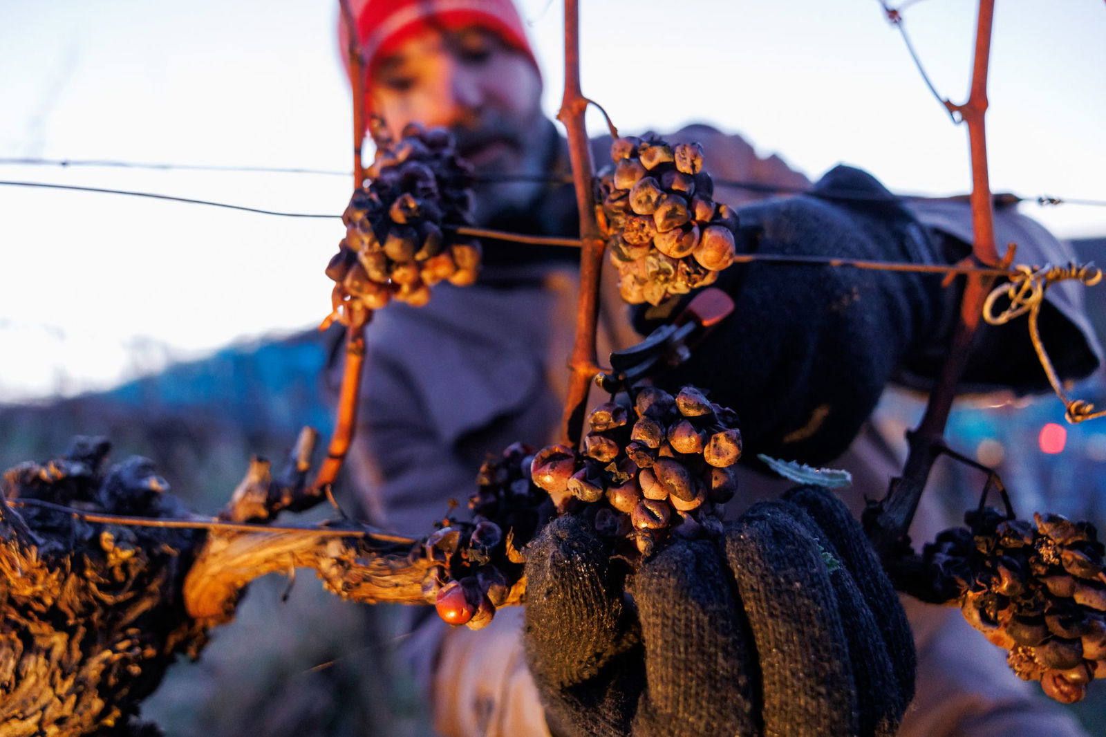 Winzer im Südwesten starten Eiswein-Lese. (Archivbild)