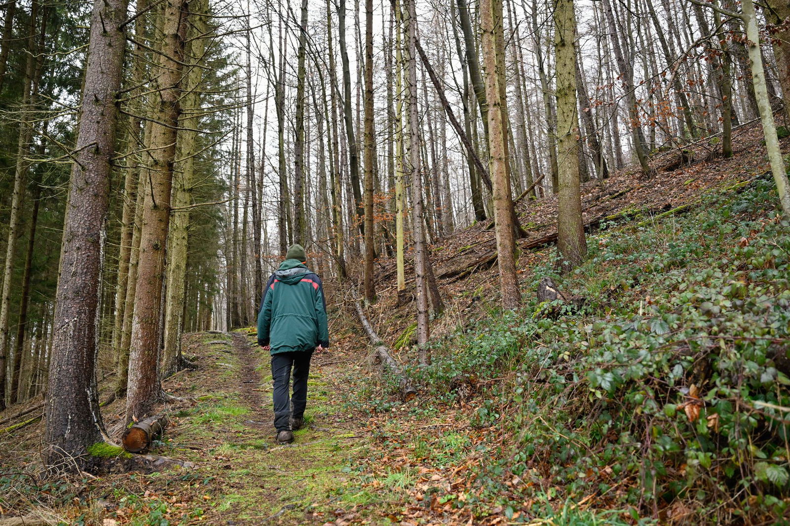 Jeder zweite Baum in den rheinland-pfälzischen Wäldern hat deutliche Schäden.