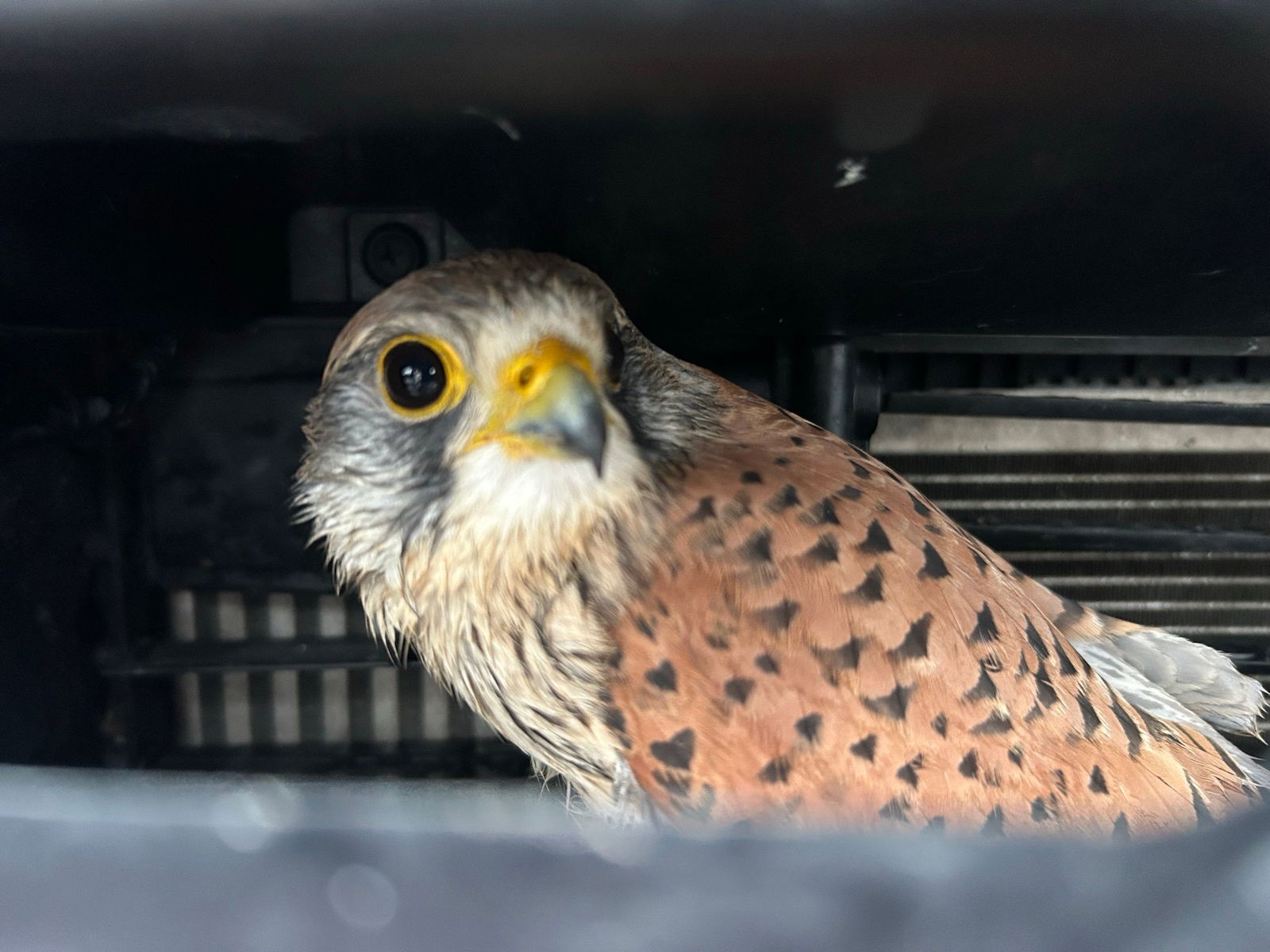 Die Polizei rettete das Tier.