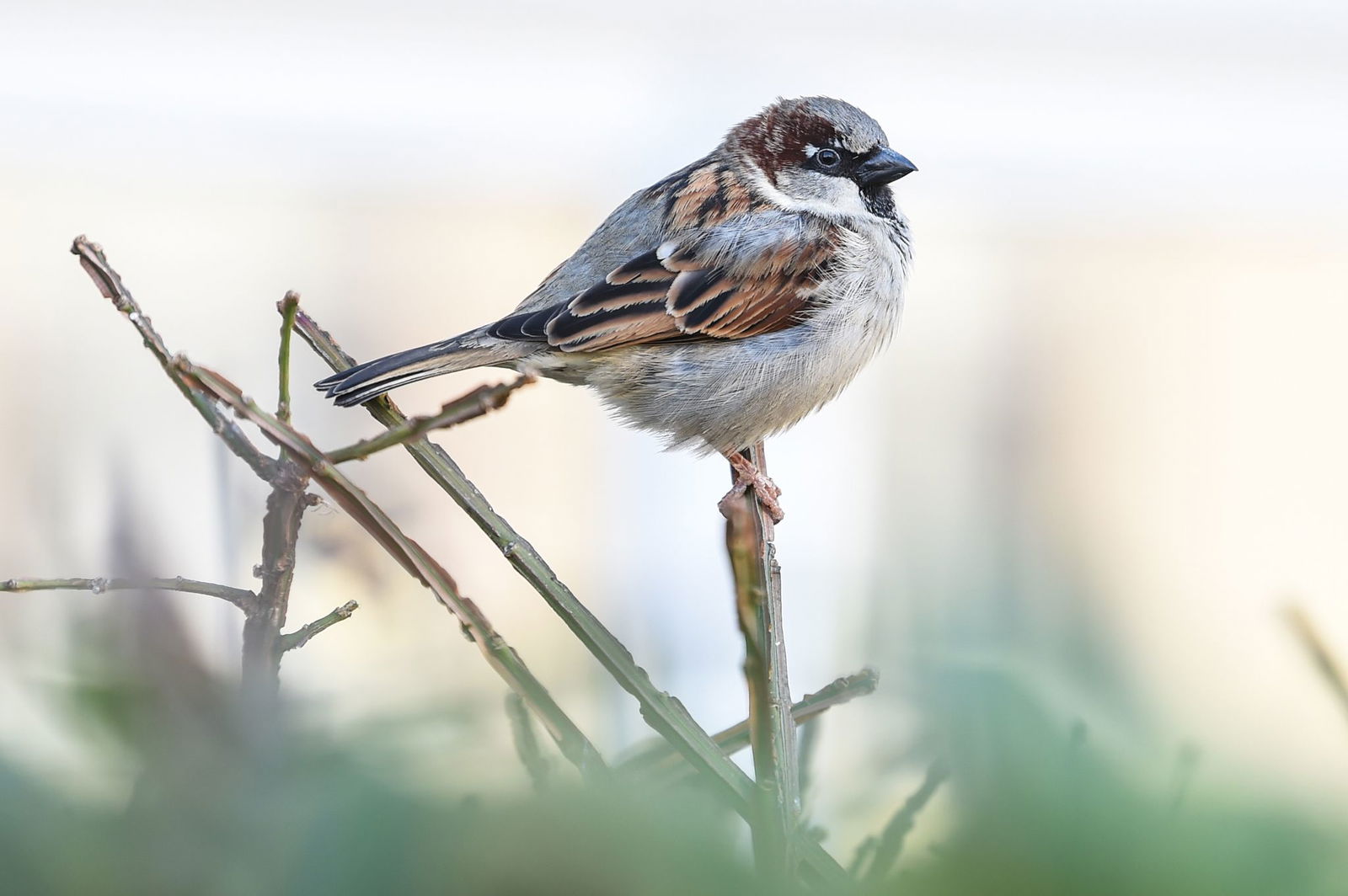 Der Haussperling, auch Spatz genannt, ist in Rheinland-Pfalz weniger gesichtet worden. (Archivbild)