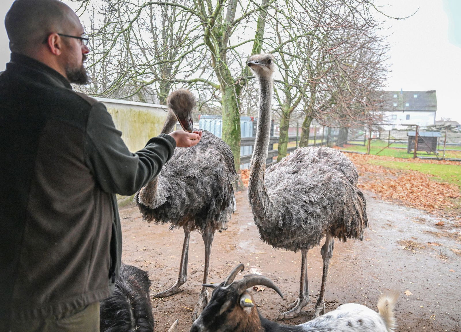 In einem Vogelpark im Landkreis Karlsruhe mussten im Dezember zahlreichen Tiere wegen der Vogelgrippe gekeult werden - darunter diese Strauße. (Archivbild)
