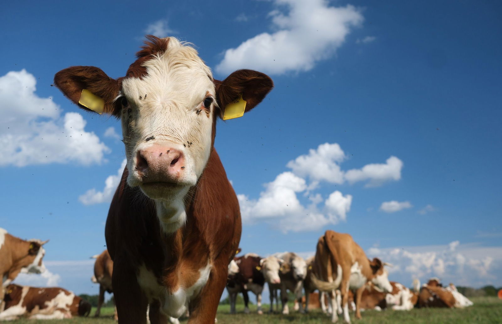 Eine Kuh ist während der Fahrt aus einem Tiertransporter gefallen (Symbolbild)