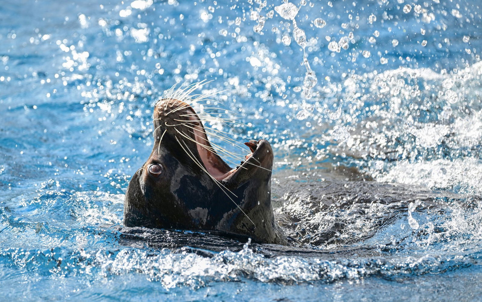 In Stuttgart wird heute die Auszeichnung «Zootier des Jahres» vergeben. (Archivbild) 