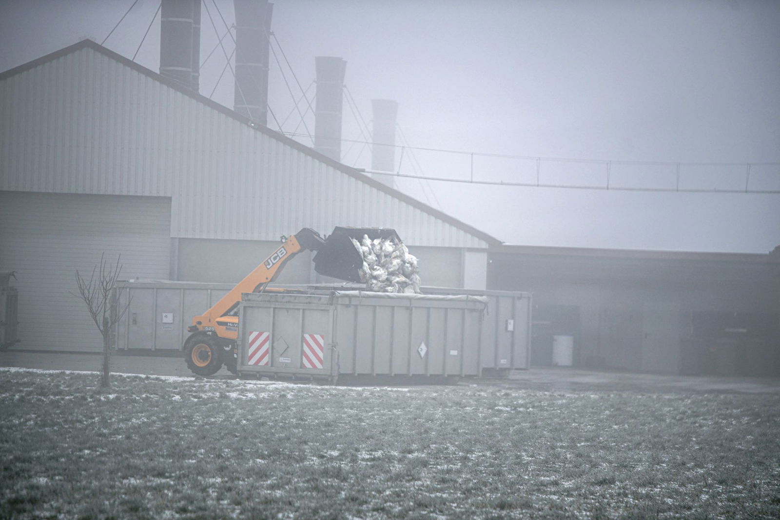 Rund 50.000 Puten mussten nach einem Vogelgrippe-Ausbruch im Landkreis Schwäbisch Hall gekeult werden. 
