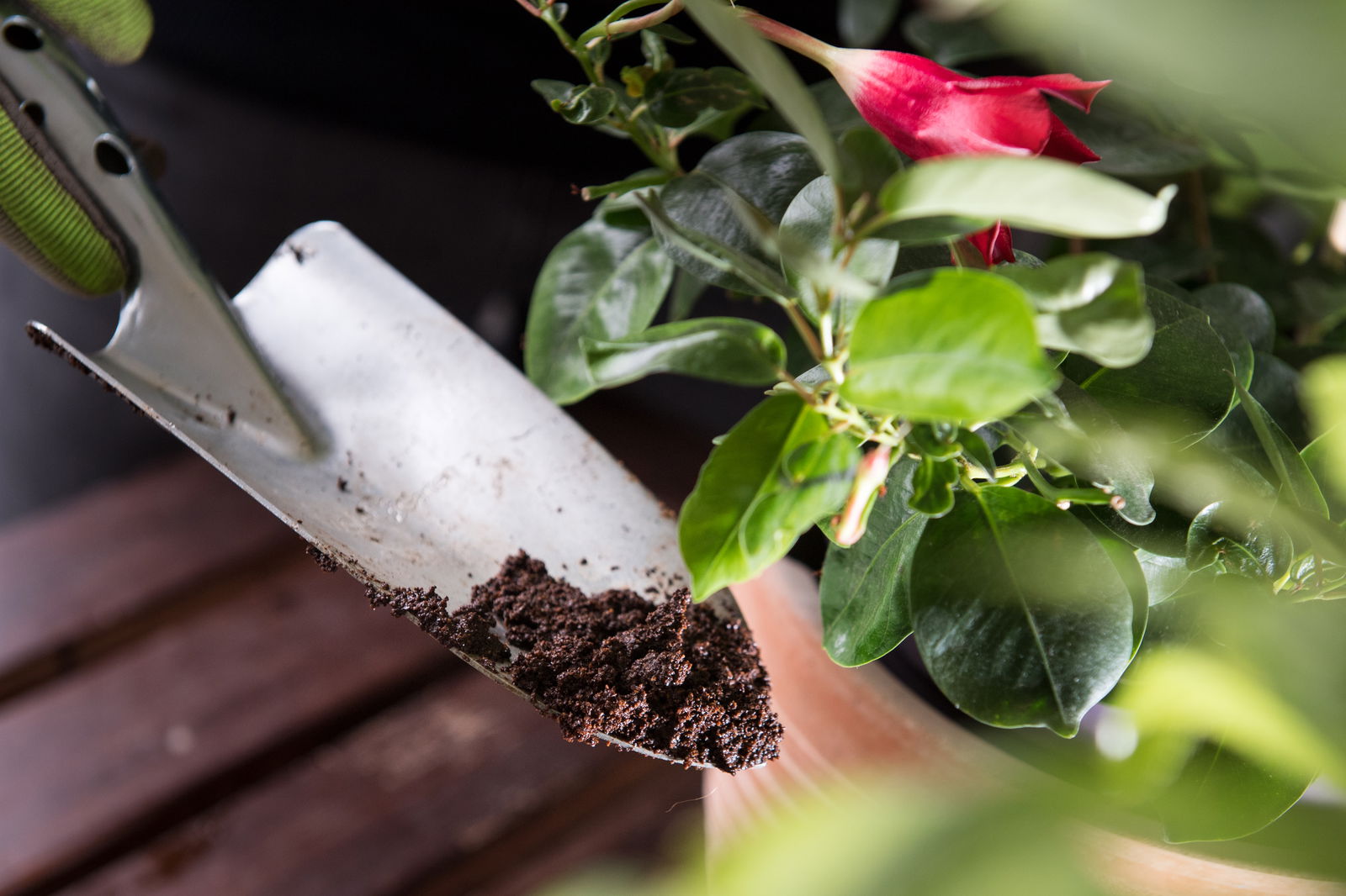 Kaffeesatz als Düngemittel