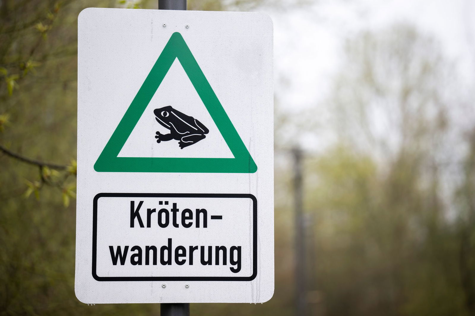 In Rheinland-Pfalz haben die Krötenwanderungen bereits begonnen. (Symbolbild)