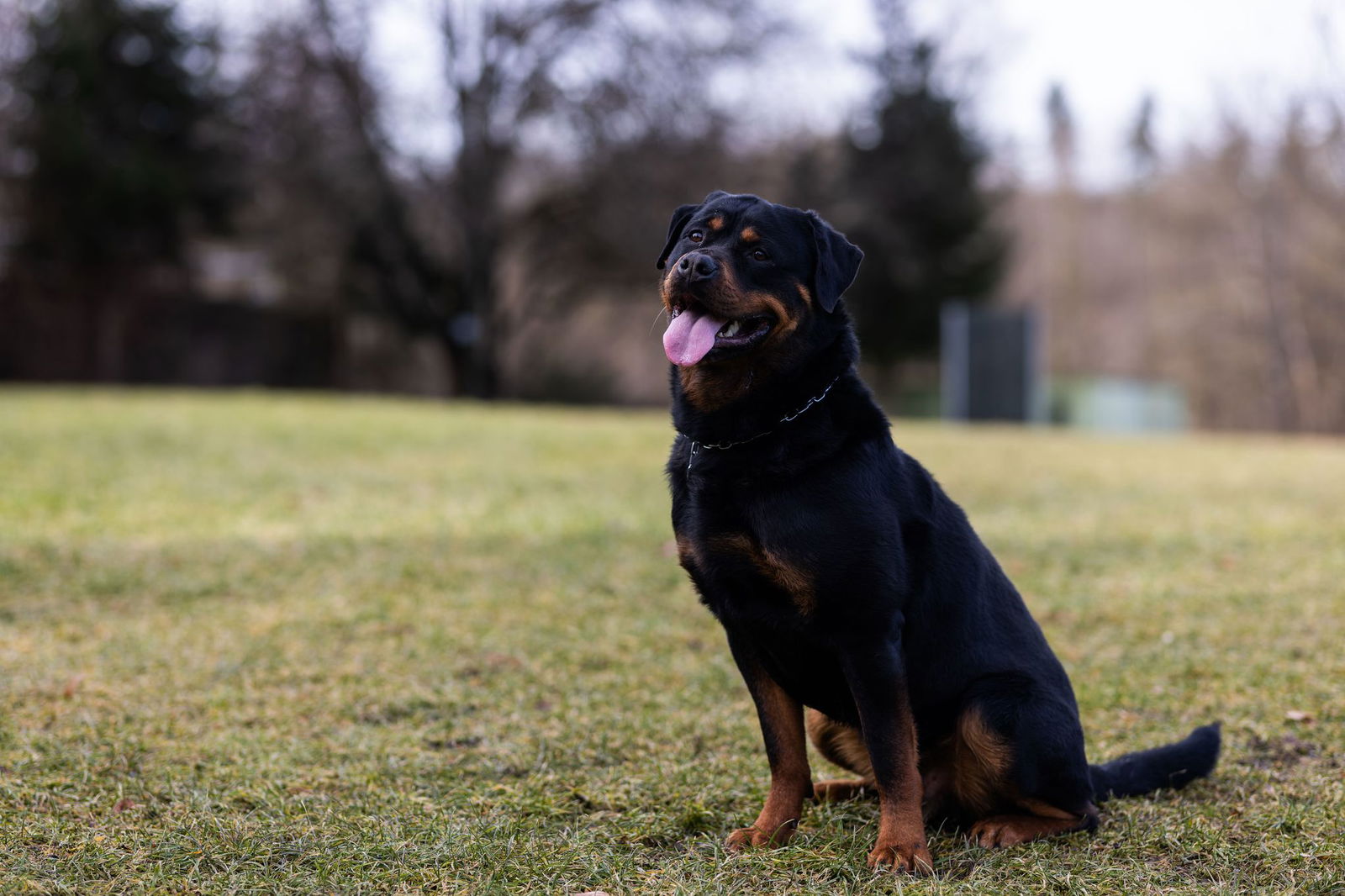  Der Rottweiler gilt als Aushängeschild der Stadt.