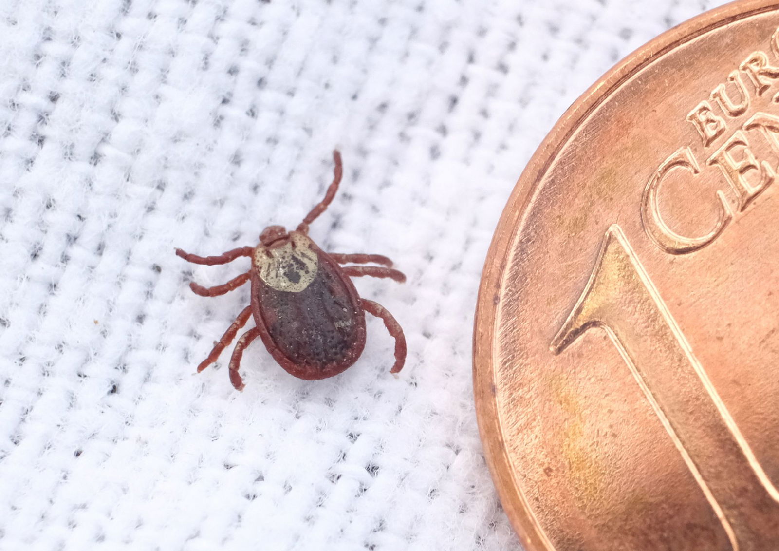 Zecken werden immer häufiger in Landkreisen aktiv, die noch gar nicht als Risikogebiete eingestuft sind. (Symbolbild)