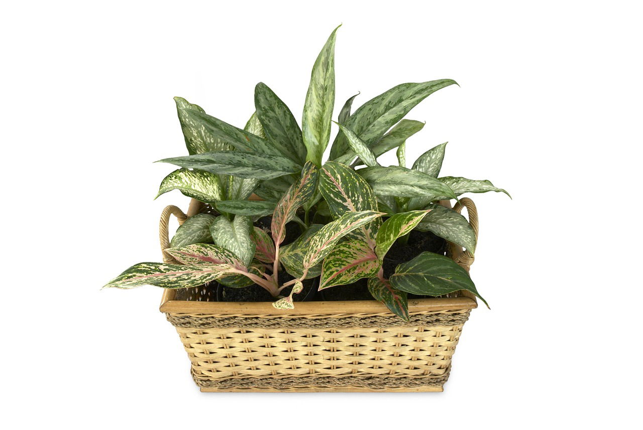 dieffenbachia pflanze giftig