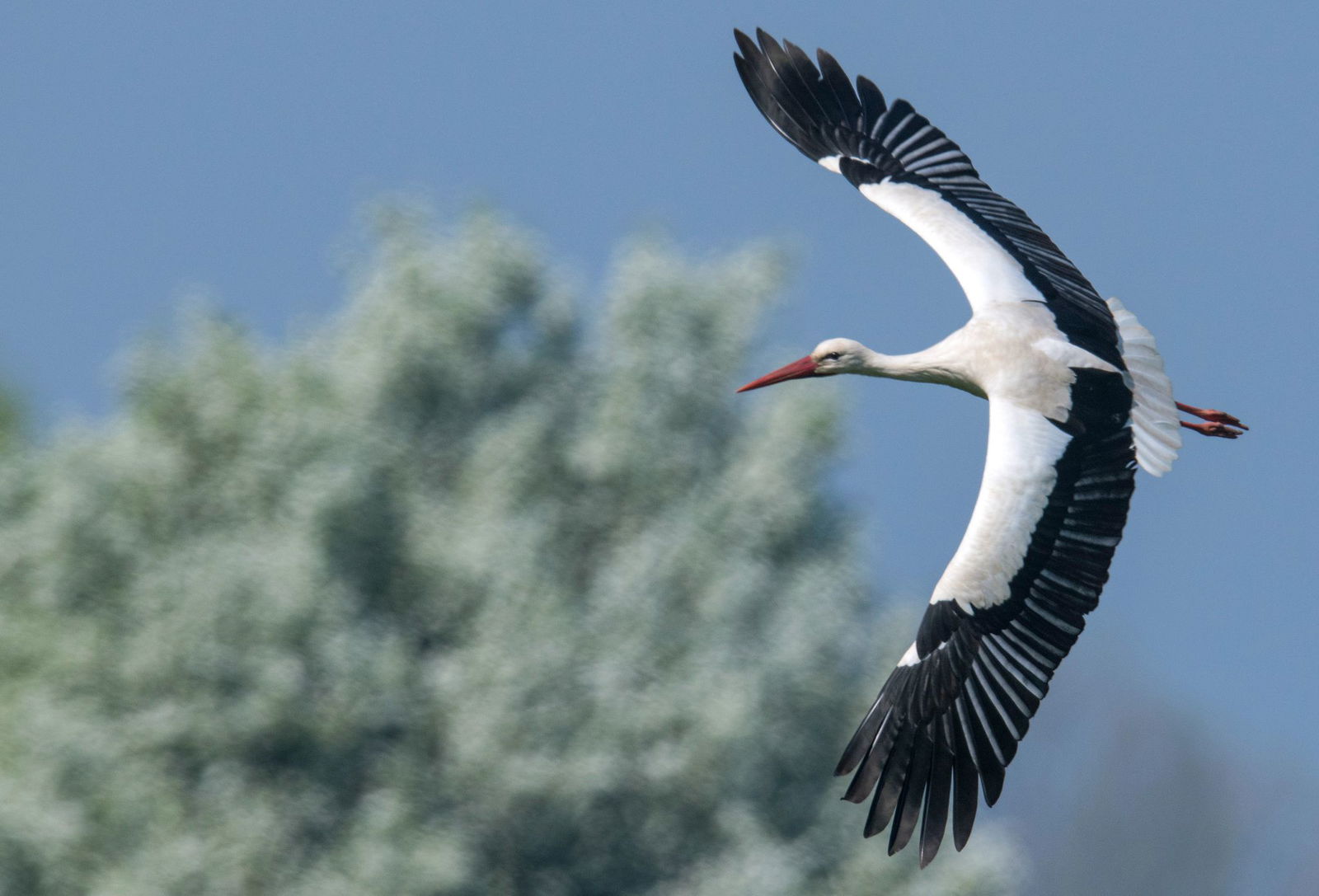 Bei Störchen kehren meist die Männchen zuerst zu den Nestern zurück. (Archivbild)