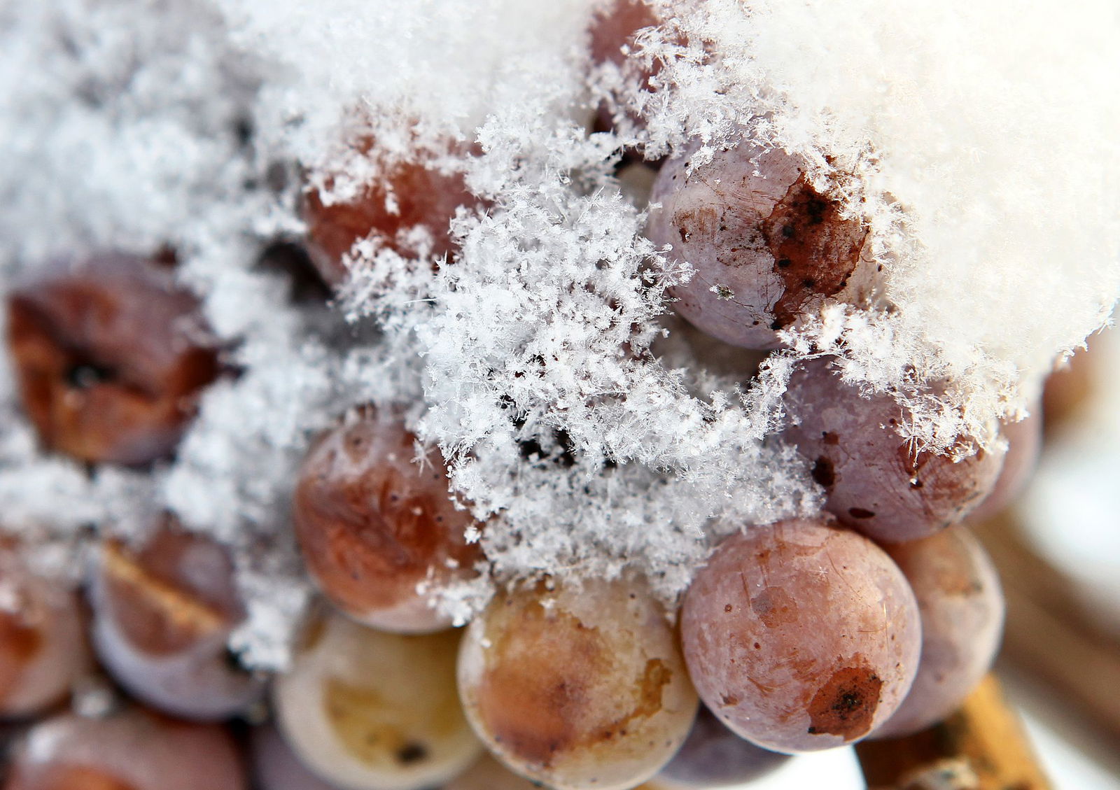 Die Eisweinlese ist ein großes Risiko. (Archivbild)